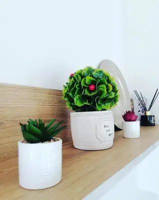 three potted plants are sitting on a shelf at Апартамент Sunny home in Chernomorets