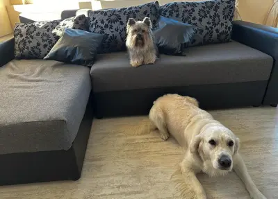 a dog is standing next to a couch at Апартамент Joy in Varna City