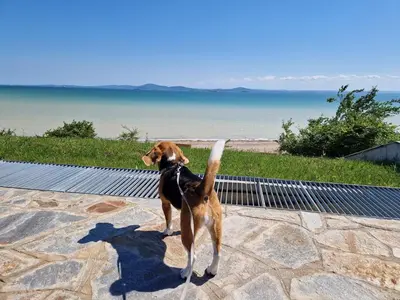 a dog standing on a walkway near the beach at Sarafovo Resort Deluxe in Burgas City