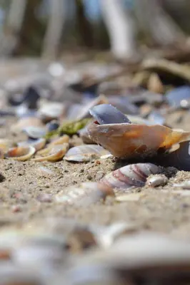 a group of rocks and shells on the ground at Апартамент в Oasis Beach Kamchia -THE FAVOURITE BLUE in Bliznatsi