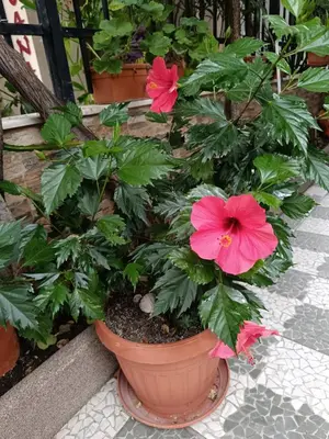 a flower pot with two pink flowers in it at Violeta 7 Guest House in Nesebar