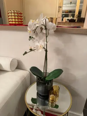 a vase with white flowers on a table at Sea view Penthouse (YooBulgaria) in Obzor