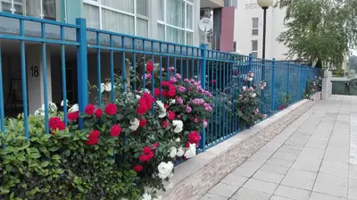 a blue fence with red and white flowers at Sun City Apartments in Sunny Beach