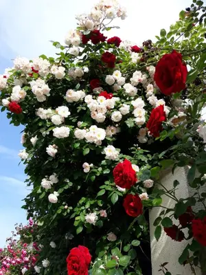 a bunch of red and white flowers on a wall at Hotel Gamartata in Duni