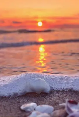 a shell on the beach with the sunset in the background at Family Hotel Electra in Pomorie
