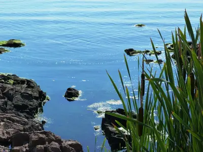 a body of water with some rocks and grass at Sea View Apartments in Sozopol