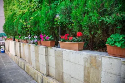 a row of pots of flowers on a wall at Hotel Relax in Varna City