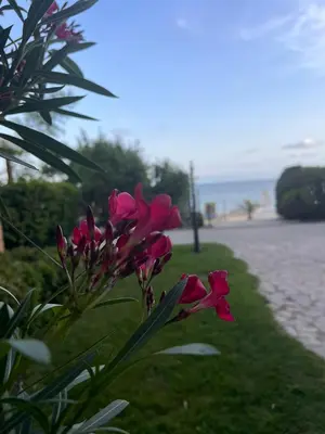 a group of pink flowers on the side of a road at Garden of Eden - Studio in Sveti Vlas