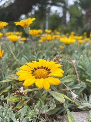 a yellow flower in a field of yellow flowers at Garden of Eden - Studio in Sveti Vlas