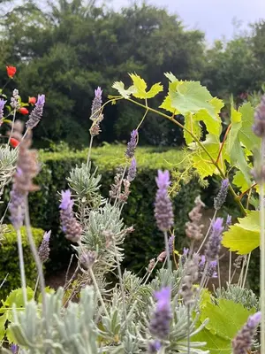 a garden with purple flowers and green plants at Garden of Eden - Studio in Sveti Vlas
