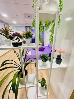 a room filled with potted plants on shelves at Studio 21 in Varna City