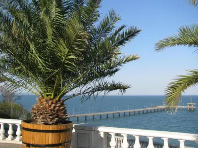 a palm tree in a pot next to the ocean at Milano Hotel in Burgas City