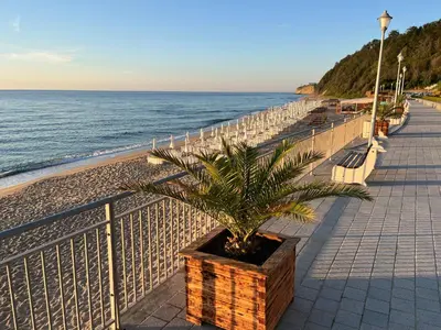 a palm tree in a planter on a sidewalk next to the beach at Summer Rose Studio by the Sea in Byala