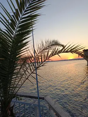 a palm tree in front of the water with the sunset at Pomorie Chaika Home in Pomorie