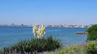 a flower in front of a body of water at Polarstar Apartment Verona in Sveti Vlas