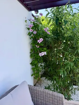 a bush with pink flowers on the side of a building at Courtyard Villa, Aleksandrovo in Aleksandrovo
