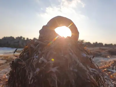 a person is sitting in a pile of grass with the sun at Студио Сарафово in Burgas City
