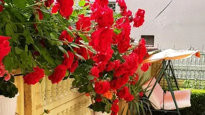 a bunch of red flowers hanging from a fence at Доли in Pomorie