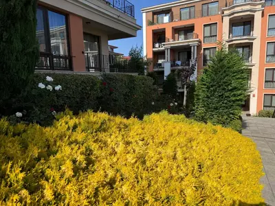 a yellow bush in front of a building at Apartment Premier Fort Beach hotel F1 420 in Sveti Vlas