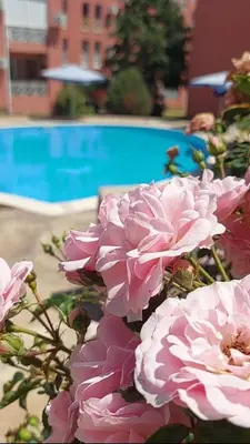 a bunch of pink flowers next to a swimming pool at Studio in Sunny day 6 complex in Sunny Beach