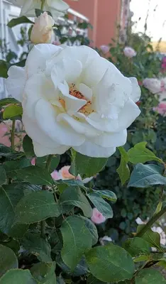 a white rose is growing in a garden at Studio in Sunny day 6 complex in Sunny Beach