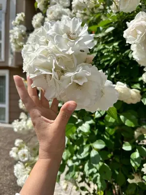 a hand holding up a bunch of white flowers at Mint Casa Rossa in Sunny Beach