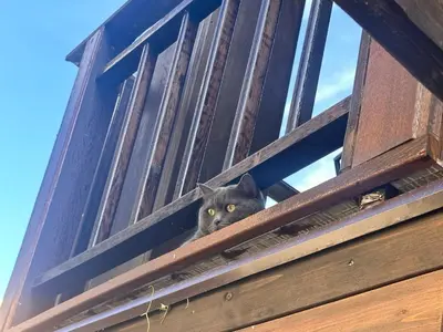a cat is peeking out of a open door at Arthotel Oscar I Sozopol in Sozopol