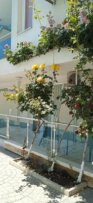 a small tree next to a building with flowers at Studio 41 in Ravda