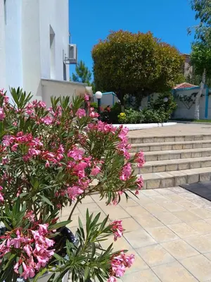 a bunch of pink flowers next to some stairs at Studio 41 in Ravda