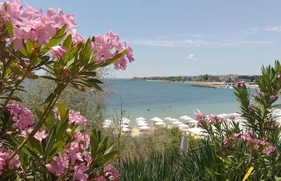 a beach with umbrellas and people in the water at Studio 41 in Ravda