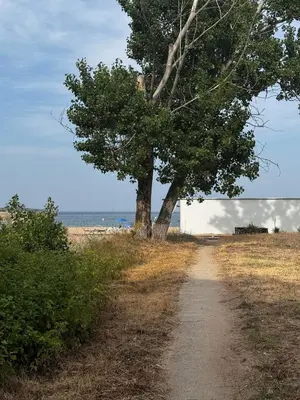 a tree on a dirt road next to the beach at Студио 310 на първа линия in Chernomorets