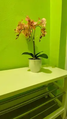 a plant sitting on a shelf in a green wall at Aurora Sea Breeze in Burgas City