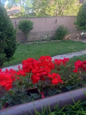a bunch of red flowers in a garden at Апартамент РАЯ in Sozopol