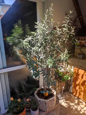 an orange tree in a pot on a window sill at Студио в центъра на стария Несебър in Nesebar