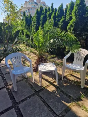 three white chairs sitting on a patio with a palm tree at Messembria Resort in Nesebar