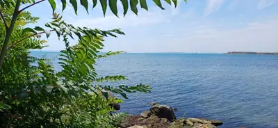 a cow standing on the edge of a body of water at Blu Bey Pomorie in Pomorie
