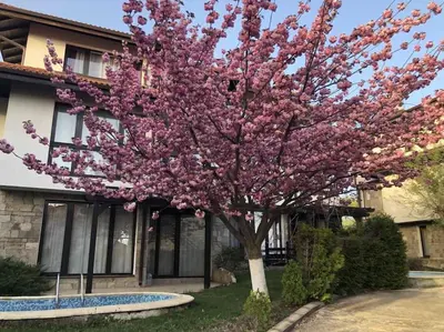 a flowering tree in front of a house at Bay view villas sunny beach entire villa in Kosharitsa