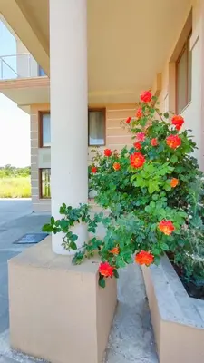 a bush of red flowers in front of a building at Апартаменты Мисаря in Sozopol