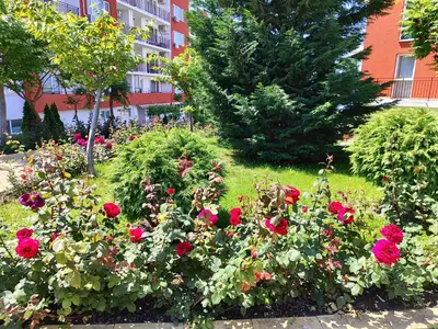 a garden of red roses in front of a building at Aria private apartments in Fort Noks Grand Resort - Saint Vlas in Elenite