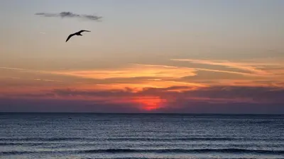 a bird flying in the sky over the ocean at SeaInn in Obzor