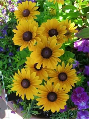 a bunch of yellow flowers in a bouquet at University Aparrtment in Burgas City