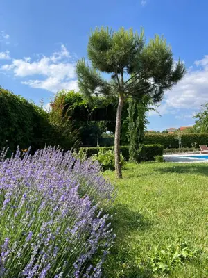 a garden with purple flowers and a palm tree at Garden Villa 2 Bedroom Villa with pool near to Sunny beach in Aleksandrovo