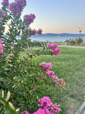 a garden with pink flowers in the grass at Sea Home in Sunny Beach