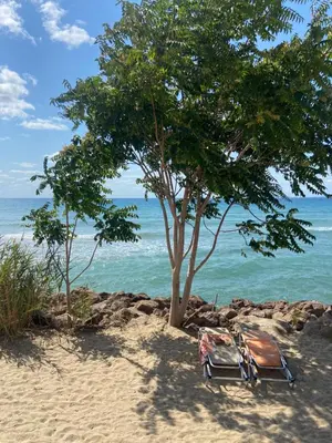 a beach chair under a tree on the beach at Private Villa in Elenite Resort in Atanasovo