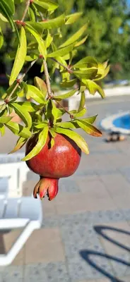 an apple hanging from a tree with leaves at Studio M in Sveti Vlas
