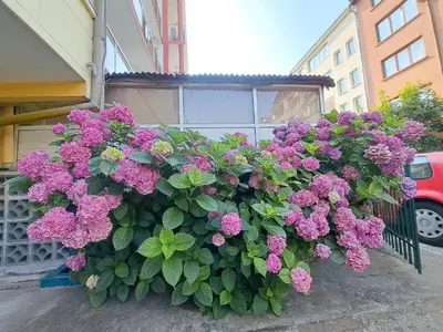 a bush of pink flowers on the side of a building at Family Hotel Magnolia - Summer residence in Primorsko