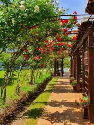 a garden with red roses hanging from a building at Trakia Plaza Apartments in Sunny Beach