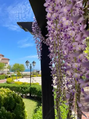 a bunch of purple flowers hanging from a pole at Zen Studio - Oasis Beach Club in Lozenets