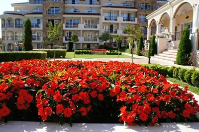 a bed of red flowers in front of a building at Sunset in Chernomorets