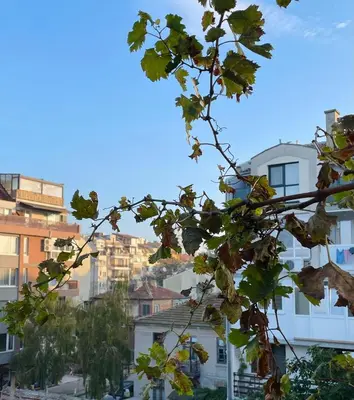 a view of the city from behind a tree at Studio 007 с градинка in Burgas City